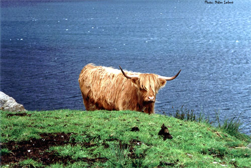 site de rencontre ecosse